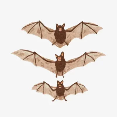 Bats