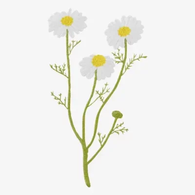 Camomile