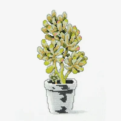 Jelly Bean Succulent