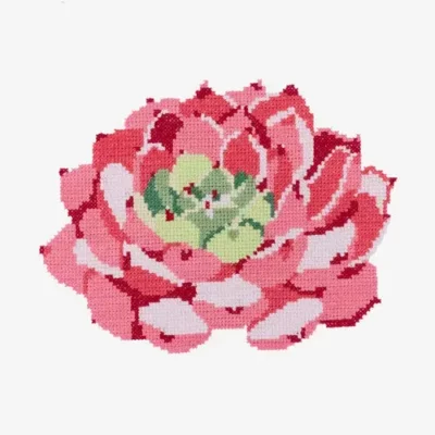 Pink Echeveria